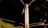 Taschenmesser Laguiole Arbalete Genes David, Forges Olivenholz, guillochierte Biene, brosse Ansicht 4