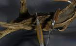 original-laguiole