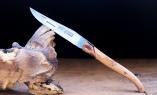 Taschenmesser Laguiole Le Fidele, Edition Cisele, Plein, Wacholder, brosse, guillochierte Biene Ansicht 1