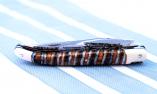 original-laguiole
