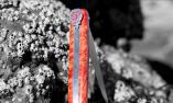 Taschenmesser Laguiole en Aubrac, Edition OLD MARY 02, Pappelholz, Plein, guillochierte Biene  Ansicht 1