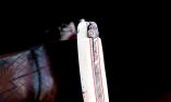 Taschenmesser Laguiole Honore Durand, Edition Le Chef Honore 03, Warzenschwein Ansicht 1