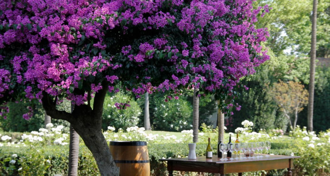 Messergriff Amaranth