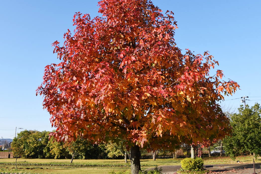 Messergriff Amberbaum