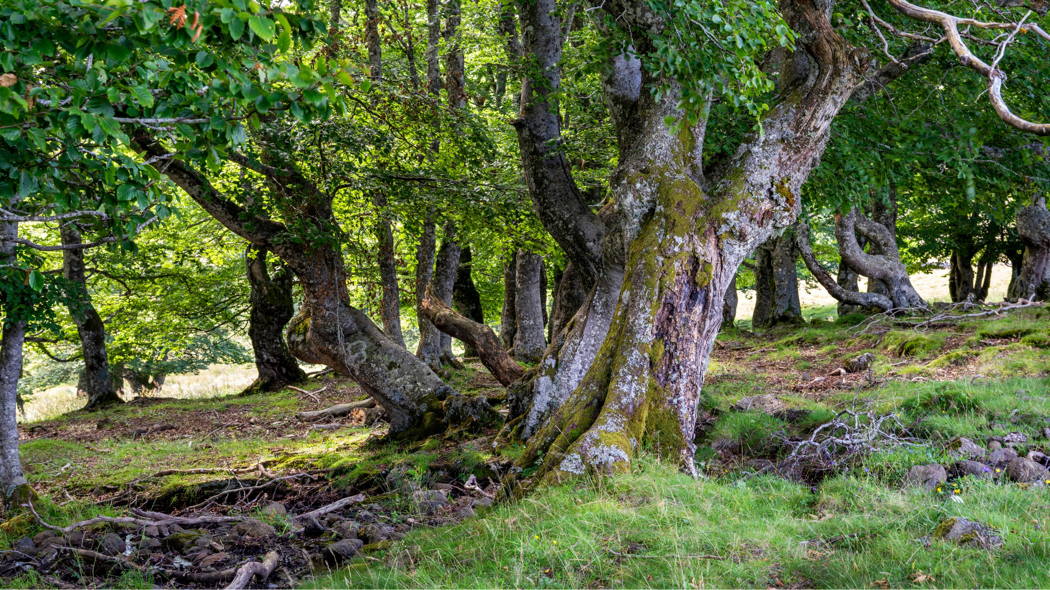 Messergriff Aubrac-Buche