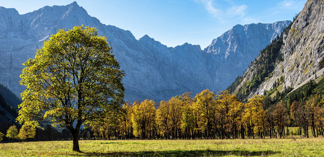 Messergriff Bergahorn