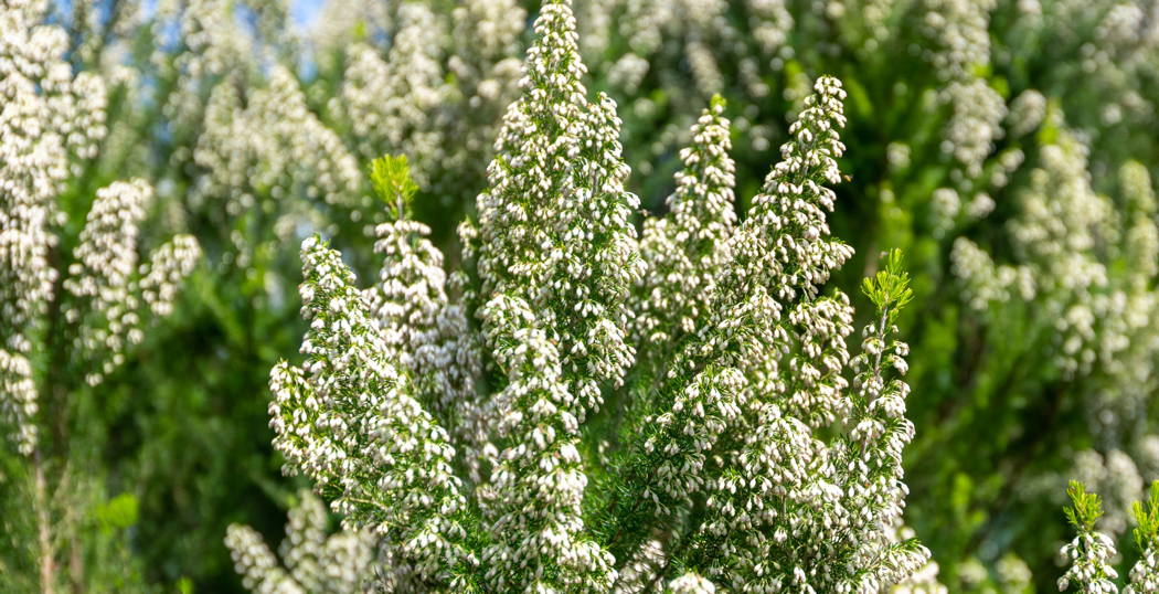 Messergriff Bruyere Messergriff Bruyere