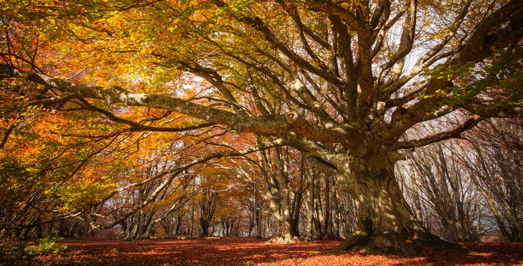 Messergriff Buchenholz Messergriff Buchenholz