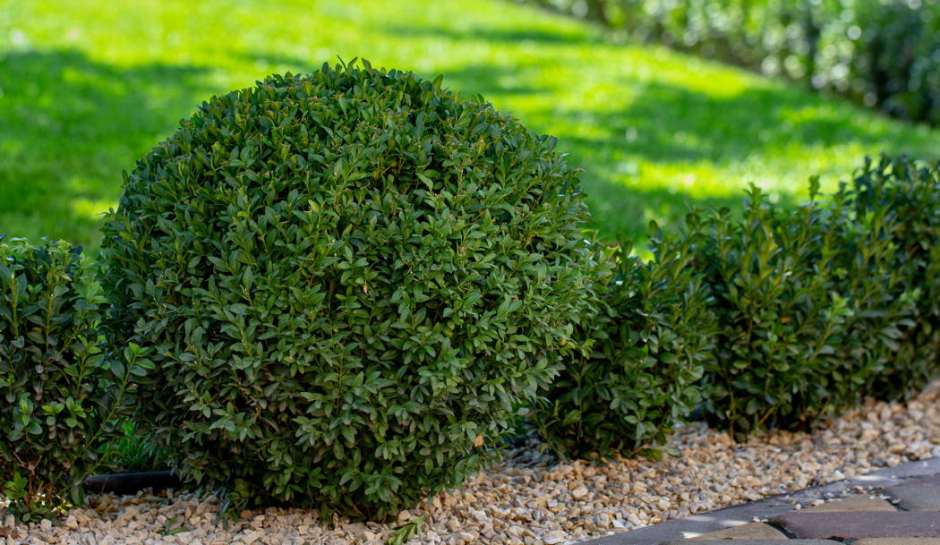 Messergriff Buchsbaum