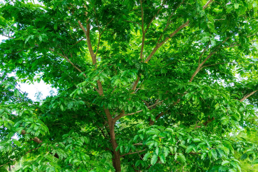 Messergriff Bulnesia (Verawood)
