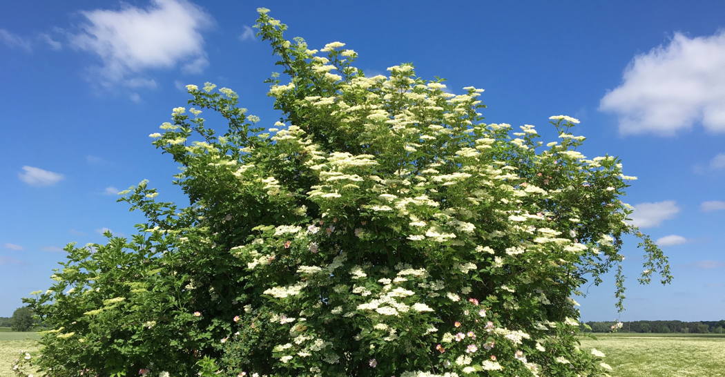 Messergriff Holunderbaum