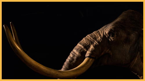 Mammut Laguiole Messer - Prähistorisches Elfenbein und fossiler Backenzahn aus der Eiszeit