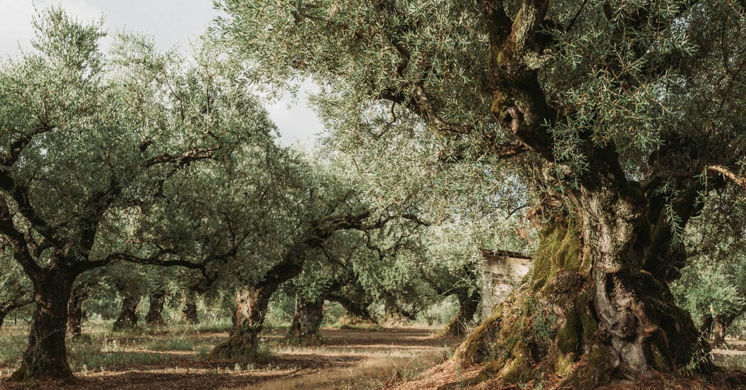 Messergriff Olivenholz