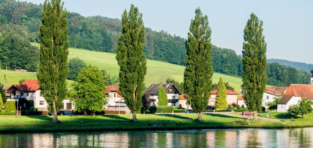 Messergriff Pappelholz