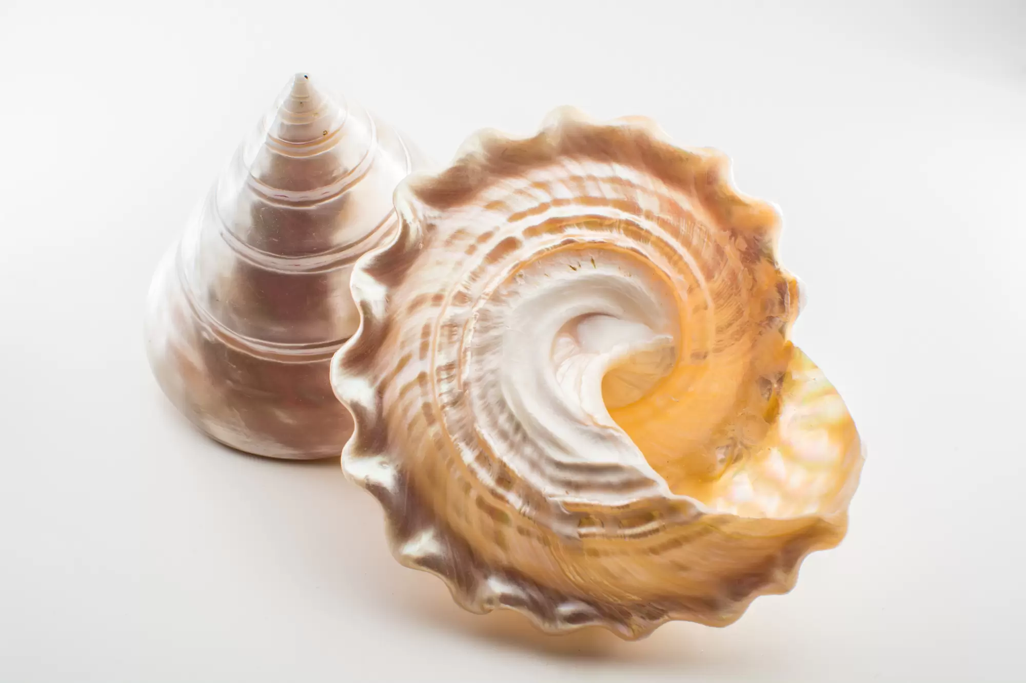 Trochus-Schnecke - Perlmutt aus dem Korallenriff