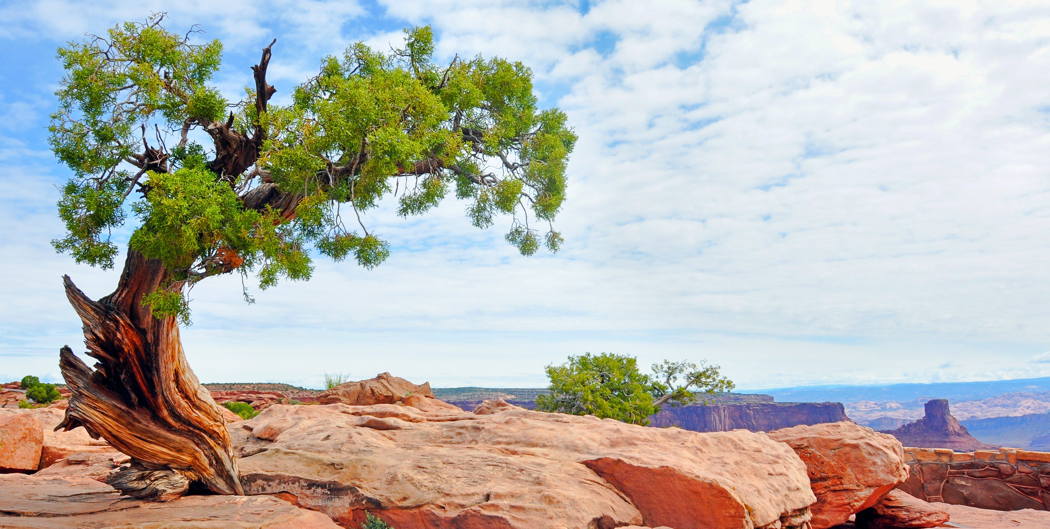 Messergriff Wacholder